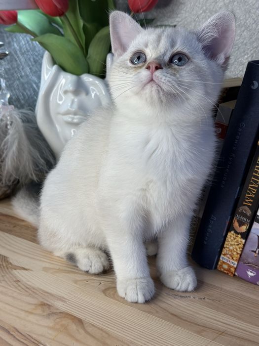 Золотая шиншила, мальчик