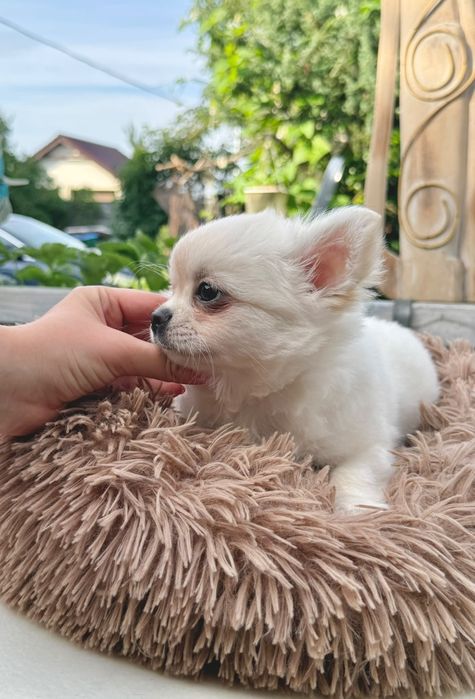 DEXTER chihuahua chłopczyk długowłosy, prawdziwy rodowód FCI