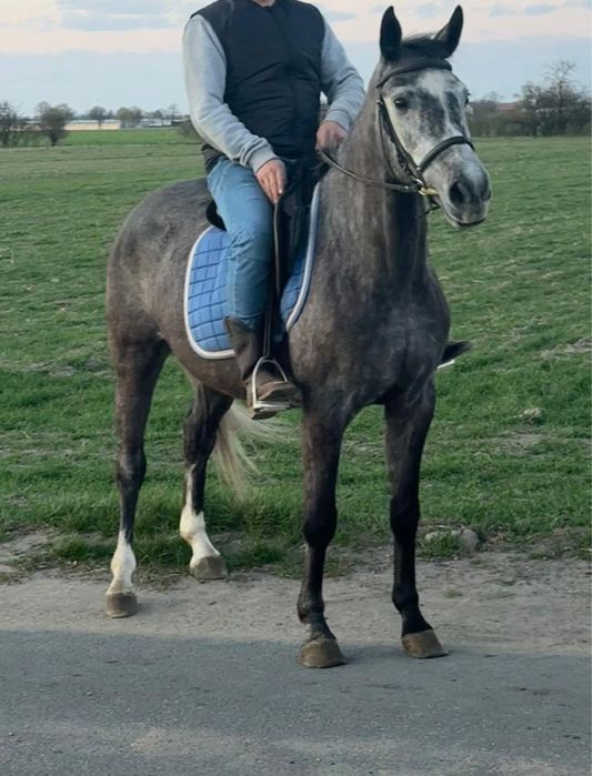 Sprzedam klacz 6 lat