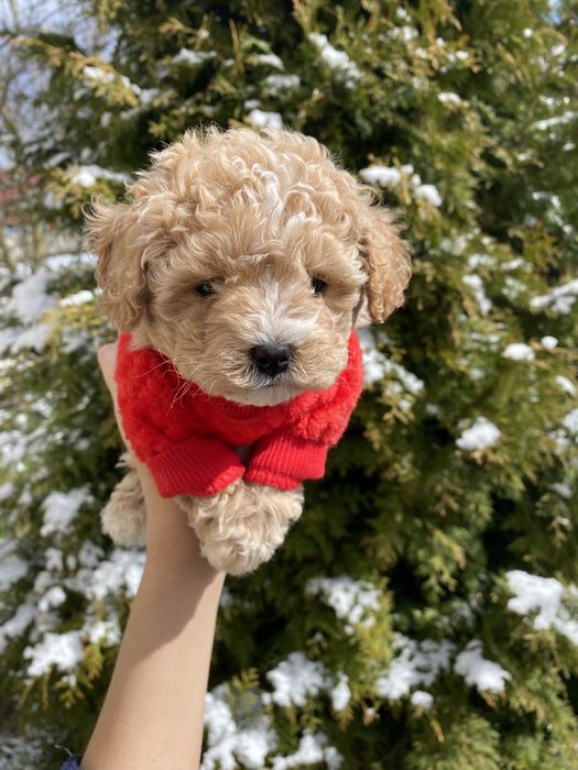 Міні карамельки мальтипу