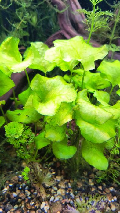 roślinki akwariowe  zestaw