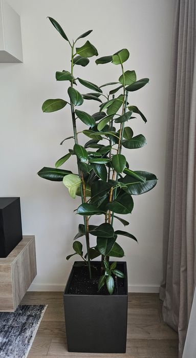 Фітодизайнер, спеціаліст по догляду за кімнатними рослинами