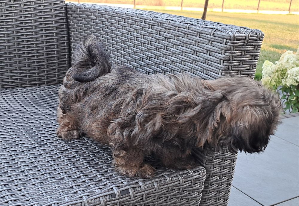 Shih tzu  piesek