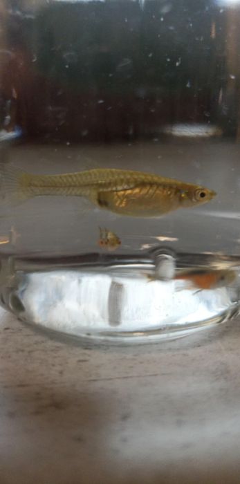 Gupiki – 2 samce + 1 samica – już się rozmnażają