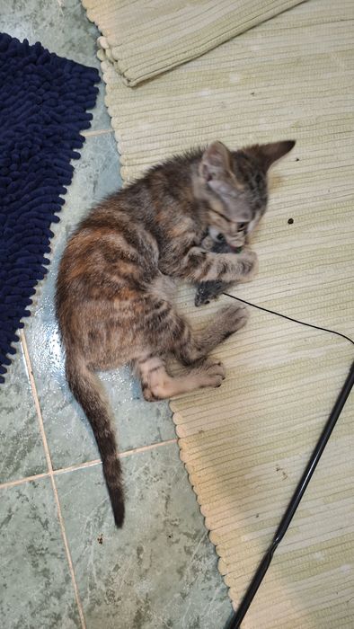 Gata para doação
