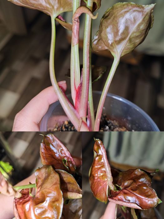 Кімнатна рослина Сингоніум Strawberry Ice Galaxy Тайланд variegated