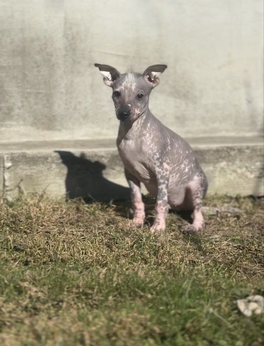 Ксолоіткуінтлі мексиканська гола середній хлопчик