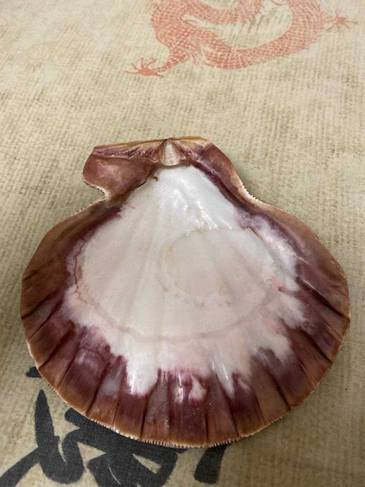 Ракушка, морская раковина.