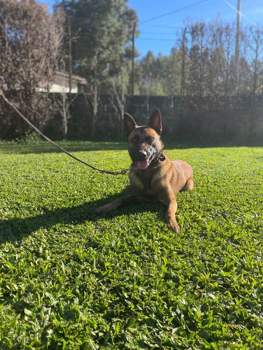 Pastor belga malinois