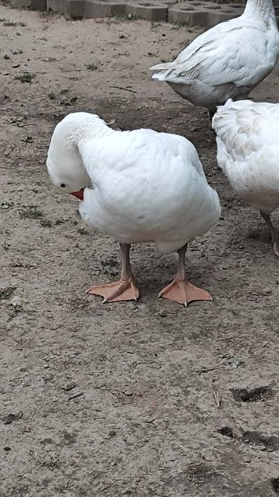 Sprzedam gęsi rasa kołudzka