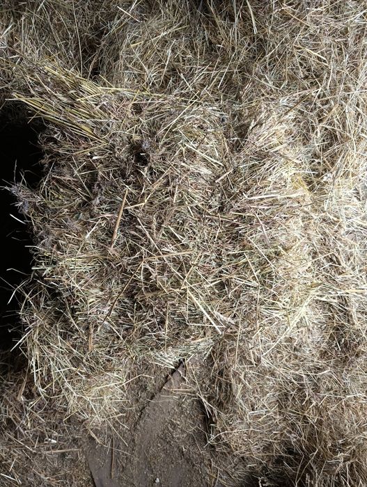 Sprzedam siano w kostkach