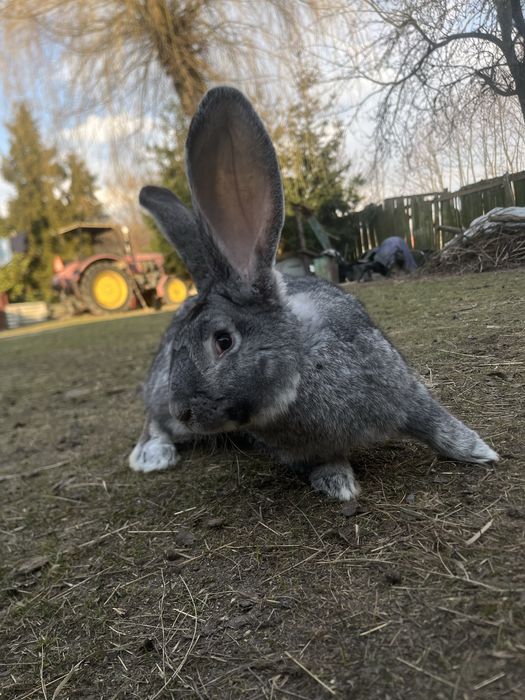 Króliki smace i samice