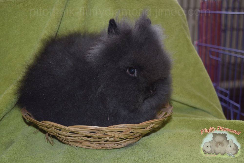 Карликові кролики. Ангора. Пушистики РКА