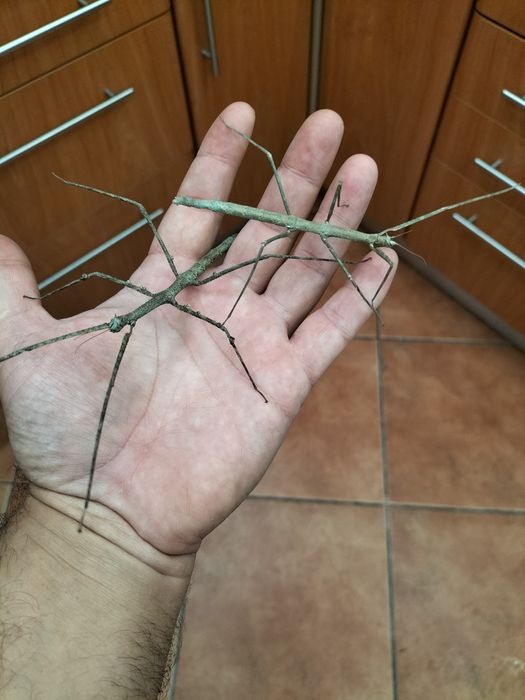 Terrário Exoterra 20x20x30 cm Oferta Bicho Pau