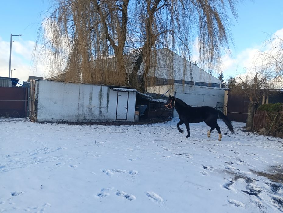 Wałach śląski 4 lata