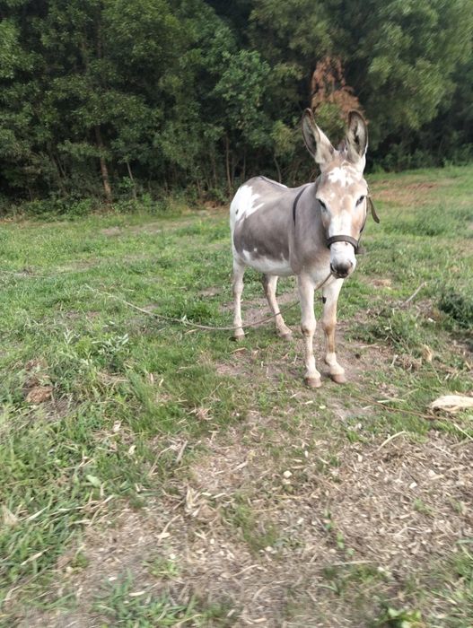 Vendo burro inteiro