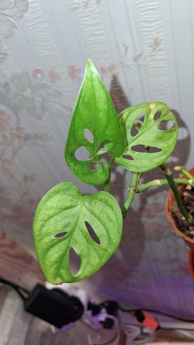 Монстера адансоні та епіпремнум ауреум