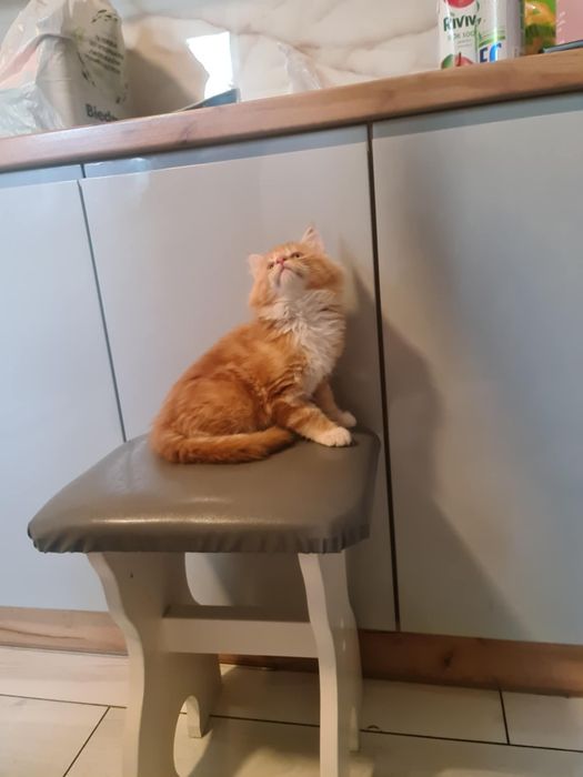 kociaki maine coon