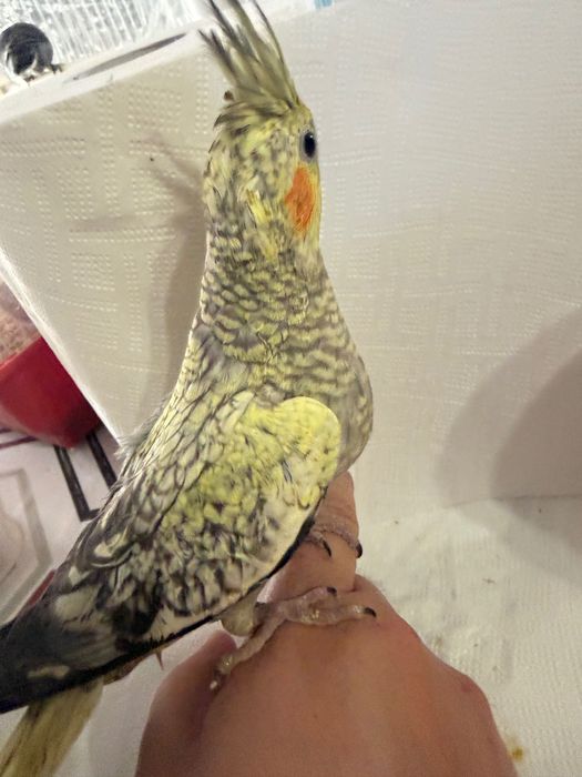 Caturras para finalizar de criar há mão