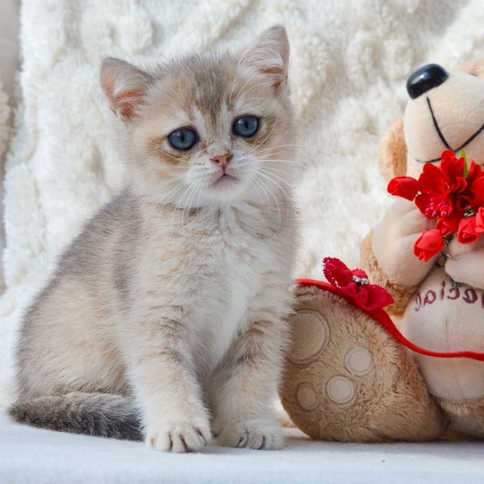 Золотая голубая британочка