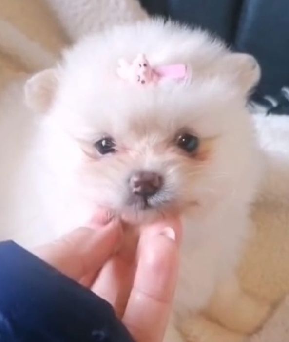 Spirz Lulu Anão  Alemão BRANCO qualidade  boneco Lulu da pomerânia   d