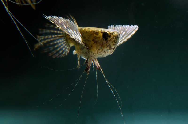 GB Motylowiec "Ryba Motyl" - dowóz ryb!