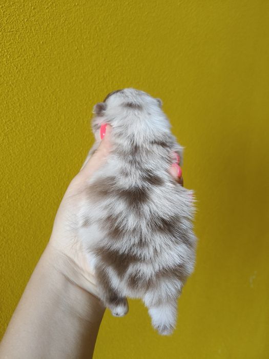 Spitz alemão Red Merle