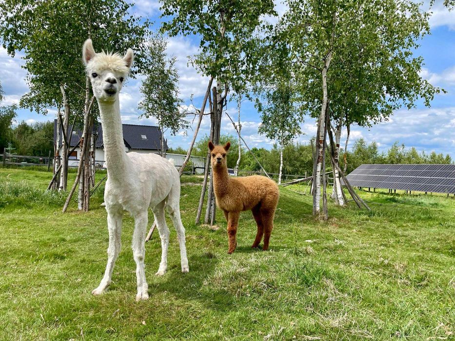 Alpaka samiec huacaya