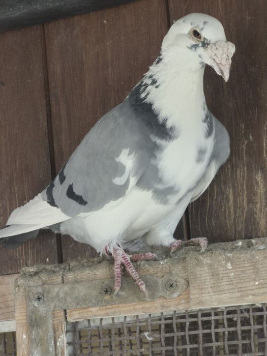 Gołebie Staropolskie