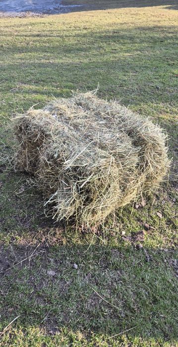 Siano kostki na sprzedaz