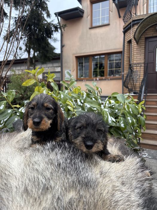 Jamnik szorstkowłosy