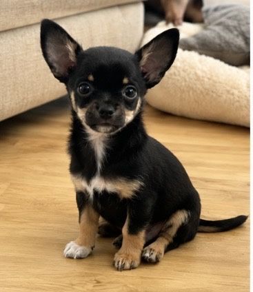 Chihuahua cudny piesek PRALINEK .