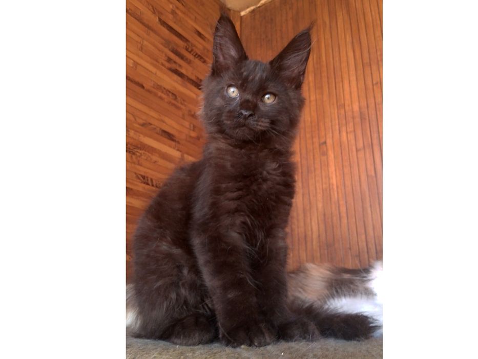 Мейн - Кун  , мальчик