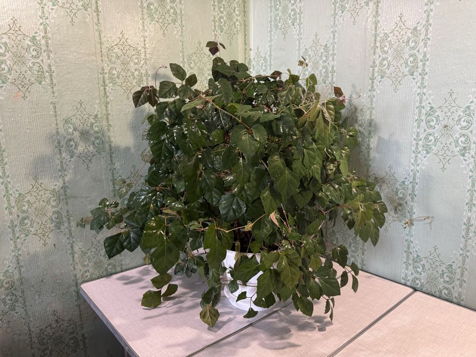 Циссус вазон домашний виноград