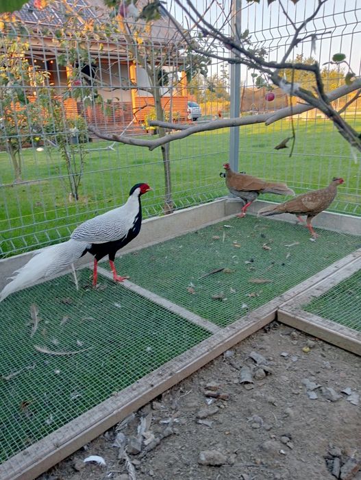 Barzanty srebrzyste stadko