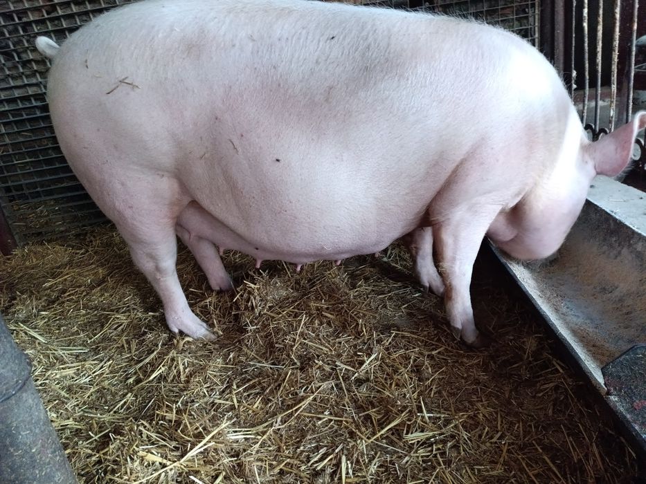 Продам свиноматку