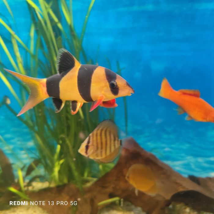 Rybka   bocija na ślimaki