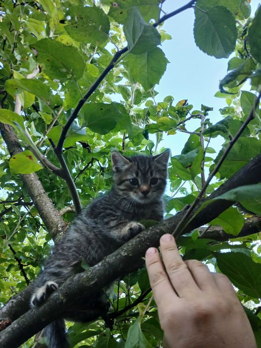 Котики безкоштовно