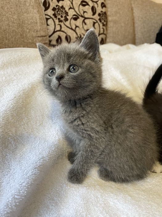 Кошенята безкоштовно