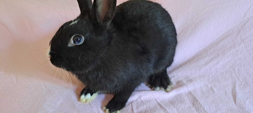 Coelhos Toy Holandês