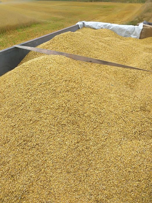 Owies opałowy, ładne grube ziarno.