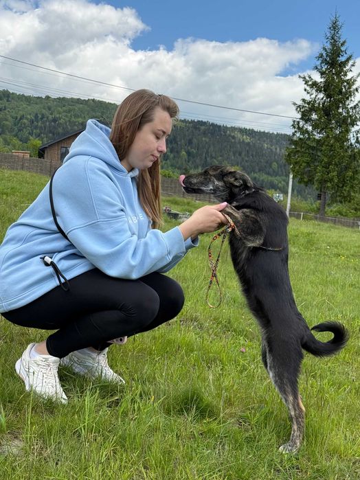 Франціна, метис, шукає дім | Центр адопції Зачин