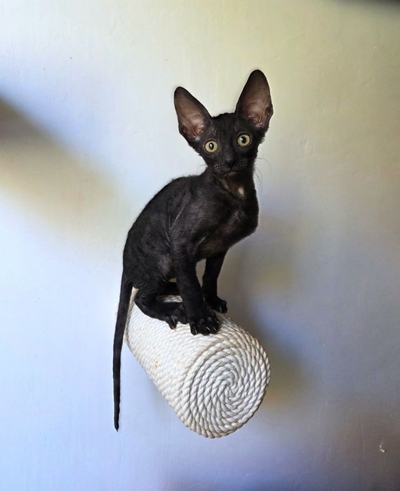 Кошеня Корніш рекс хлопчик