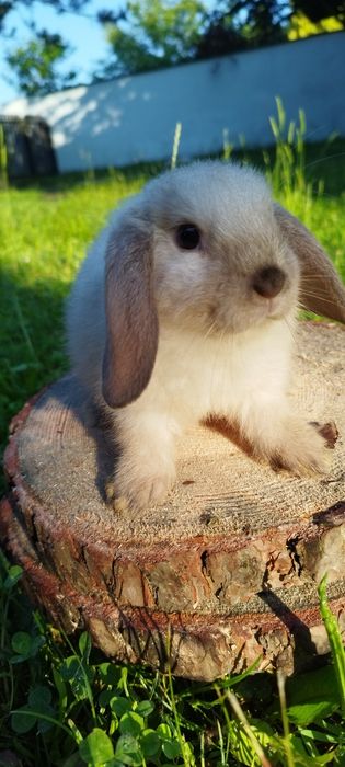Królik miniaturka baranek miniaturowy mini lop króliczek
