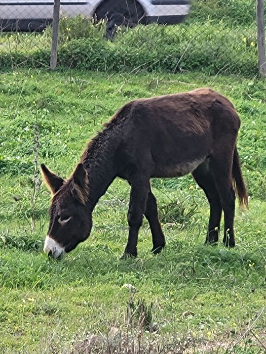 Burros Mirandeses Puros