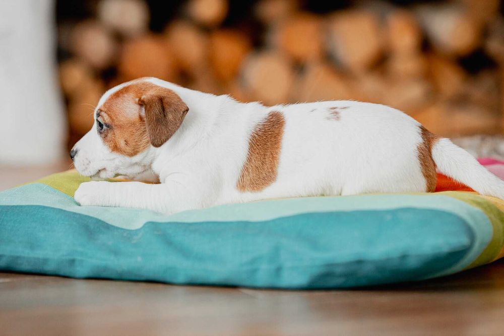 Jack Russell Terrier FCI