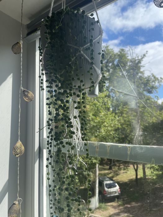 Толстянка/ Крассула, денежное дерево