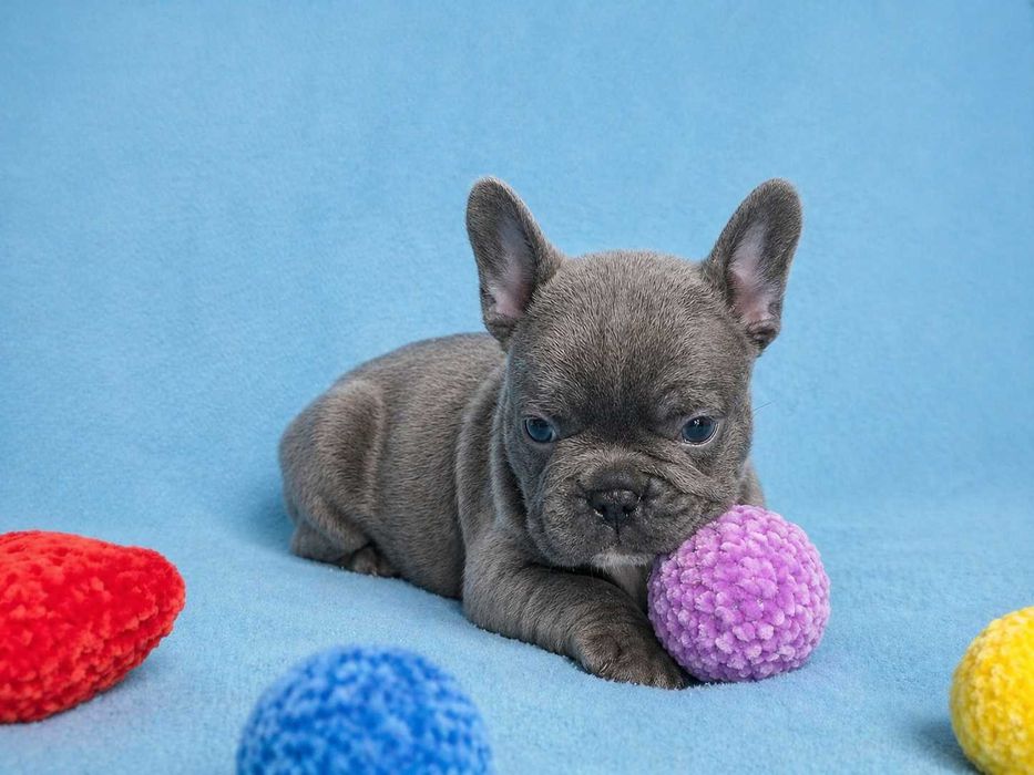 Buldogue francês macho