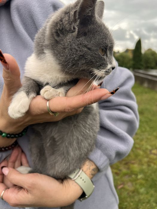 Кошеня в добрі руки