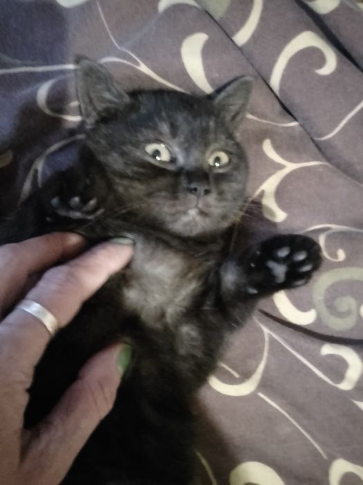 Чистокровні шотландські кошенята